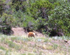 Clarks Fork Bear Visit